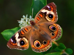 Интересные факты: бабочки
